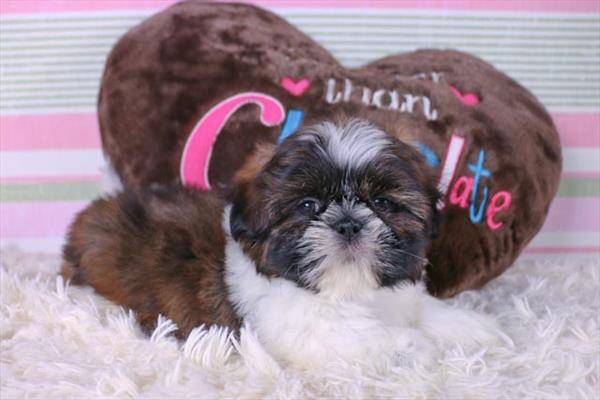 Shitzu Puppies Miami Dade NEAR MY ZONE shitzu-puppies-miami-dade-near-my-zone