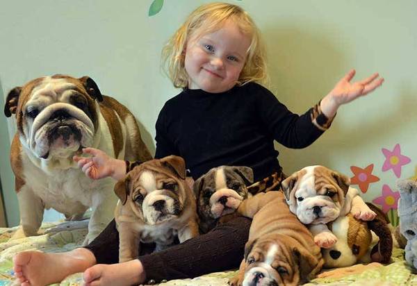 English Bulldog Puppies NEAR MY ZONE english-bulldog-puppies-near-my-zone