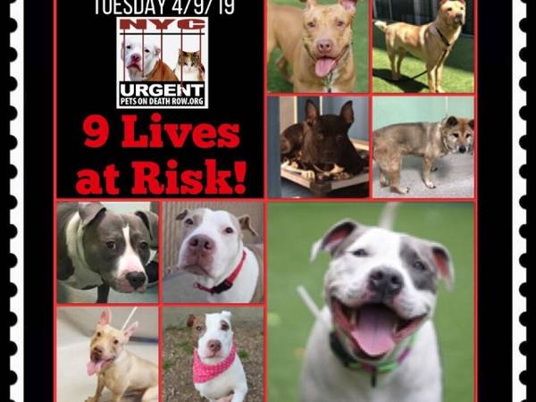 NY Animal Control Is KILLING Kittens Cats And Dogs Today HELP ny-animal-control-is-killing-kittens-cats-and-dogs-today-help
