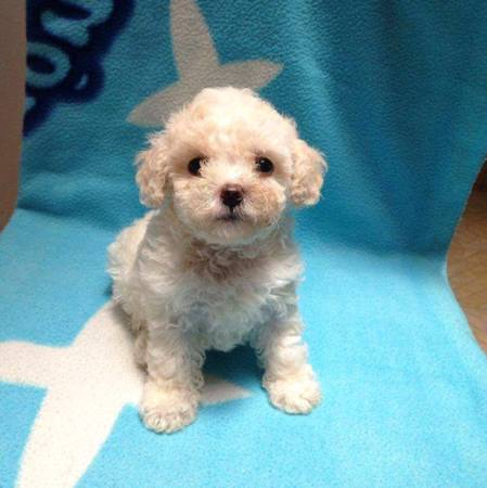 maltipoo pupps (san antonio)