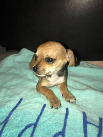 Small Rehoming Fee for Small Puppies!! (El Cajon)