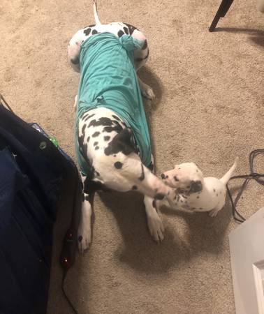 Dalmatian puppies left (Tampa)