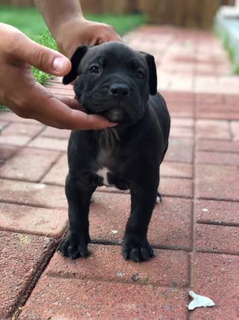 American bully puppies