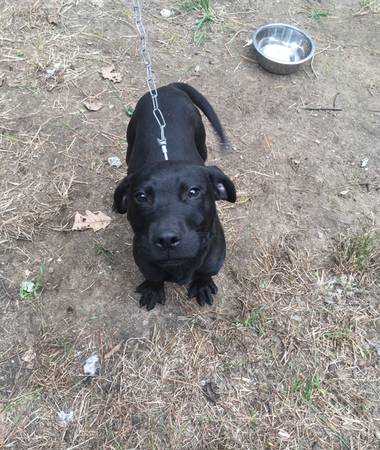 1 year old Black Lab Mix (Mendon)