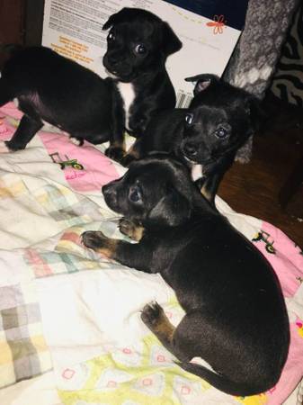 Deerhead/applehead chihuahuas (Harper woods)