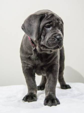 Cane Corso puppies