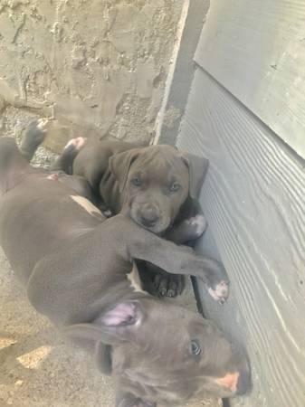 Blue pit bull puppies